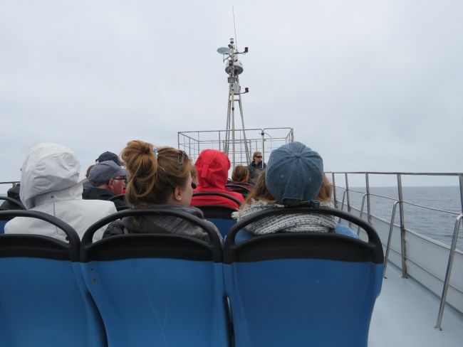 Photo of Our Whale Watching Experience in the Azores 10/17 by Brook