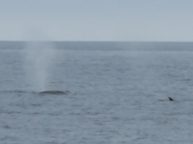 Photo of Our Whale Watching Experience in the Azores 11/17 by Brook
