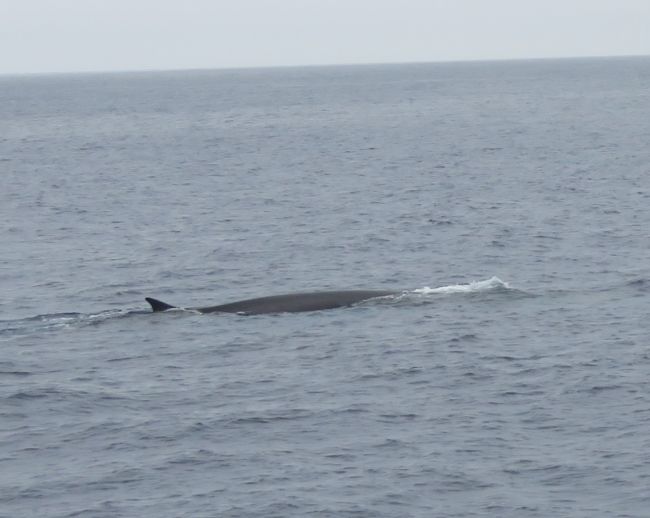 Photo of Our Whale Watching Experience in the Azores 12/17 by Brook