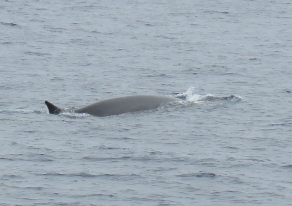 Photo of Our Whale Watching Experience in the Azores 14/17 by Brook