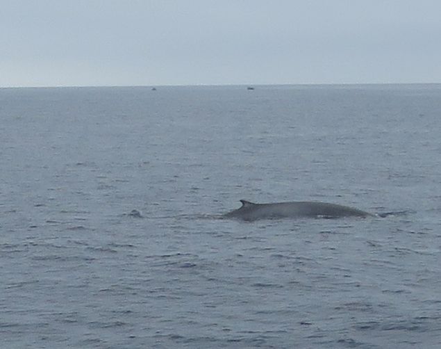 Photo of Our Whale Watching Experience in the Azores 13/17 by Brook