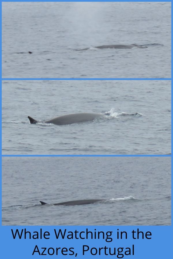 Photo of Our Whale Watching Experience in the Azores 17/17 by Brook