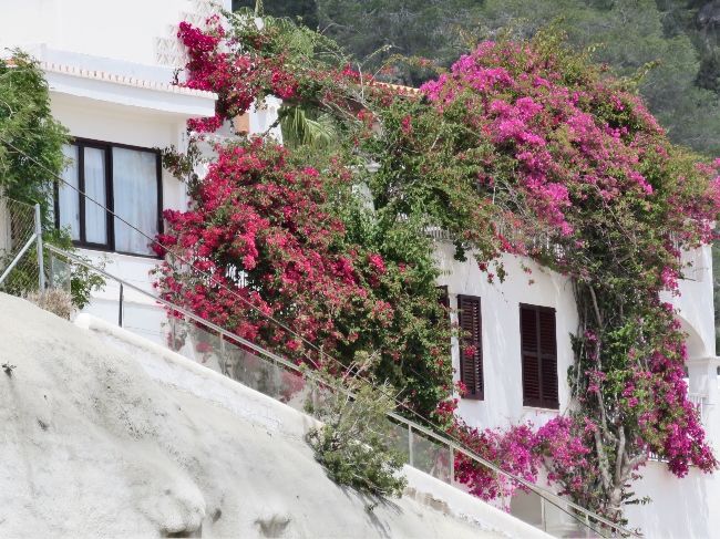 Photo of Ibiza: Not Our Favorite Cruise Port by Brook
