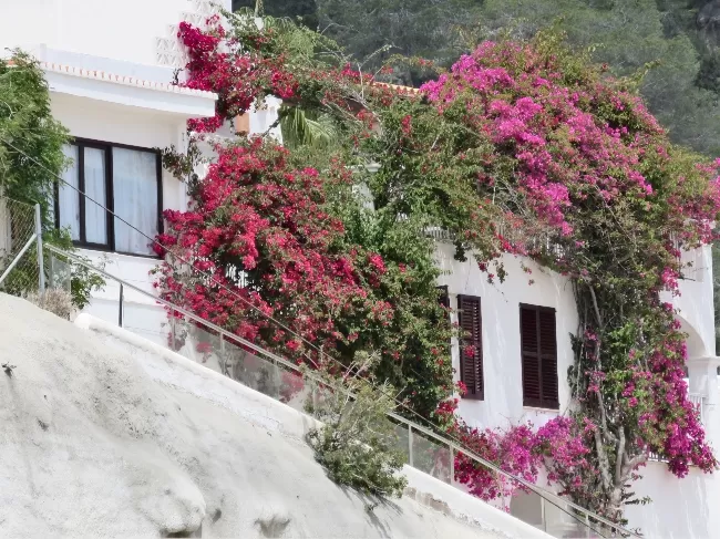 Photo of Ibiza: Not Our Favorite Cruise Port by Brook