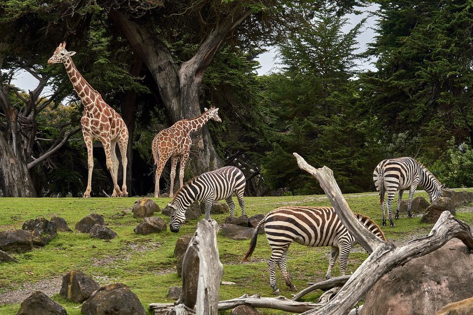 Photo of India Will Soon Have the World's Biggest Zoo Which Will Be Home to the Last Dragons! 2/3 by Srishti (still.winds)