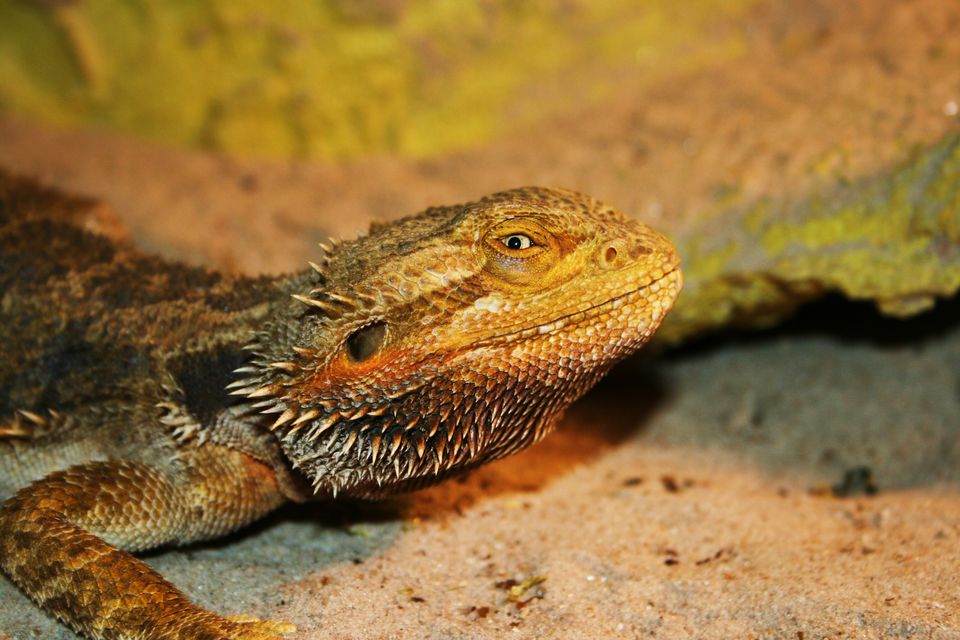 Photo of India Will Soon Have the World's Biggest Zoo Which Will Be Home to the Last Dragons! 1/3 by Srishti (still.winds)