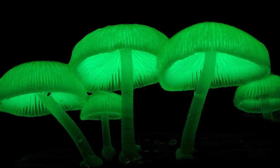 Photo of Rare Glowing Mushrooms Discovered in Meghalaya 1/1 by Viralthewanderor