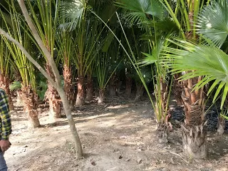 Photo of Kulpi, West Bengal, India by nomadic_ab