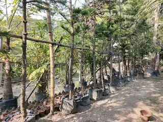 Photo of Kulpi, West Bengal, India by nomadic_ab