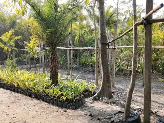 Photo of Kulpi, West Bengal, India by nomadic_ab