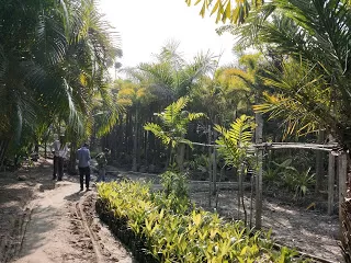 Photo of Kulpi, West Bengal, India by nomadic_ab