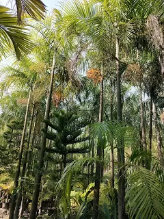 Photo of Kulpi, West Bengal, India by nomadic_ab