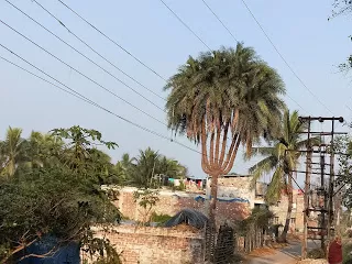 Photo of Kulpi, West Bengal, India by nomadic_ab