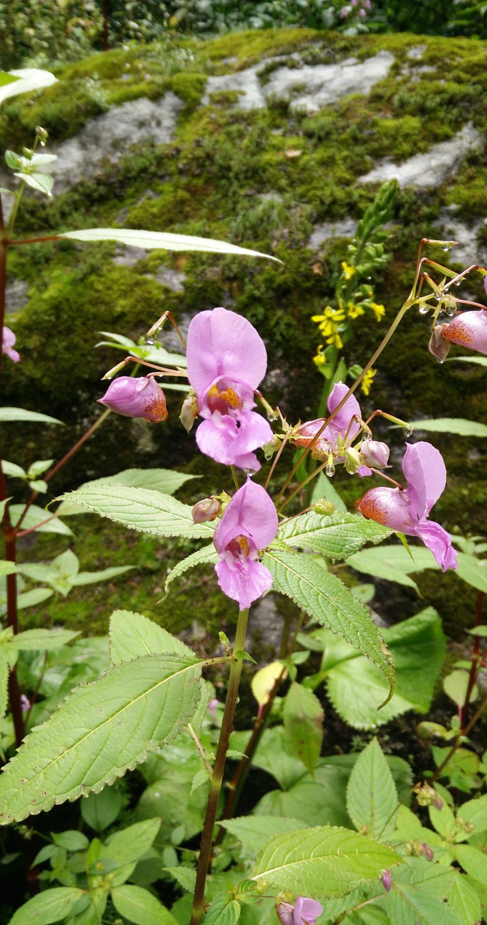 Photo of Valley of Flowers and Badrinath 4/15 by Anand Verma