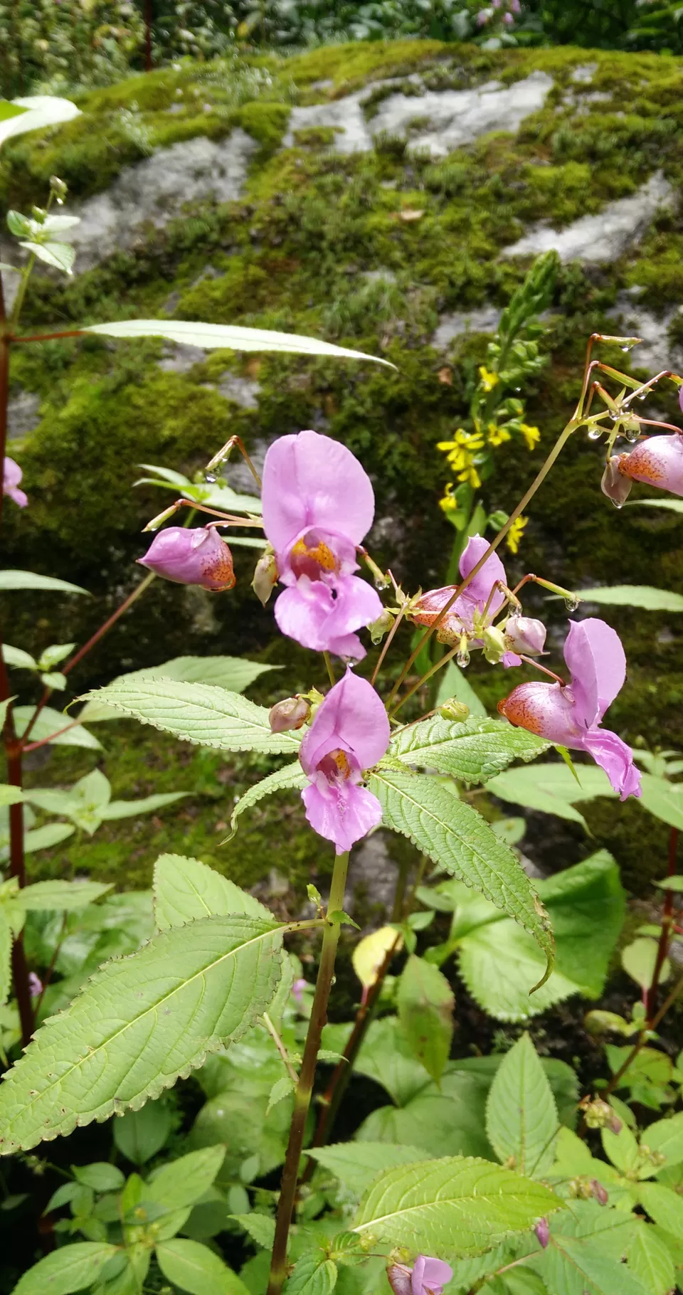 Photo of Ghangaria, Ghangaria, Uttarakhand 246443, India by Anand Verma