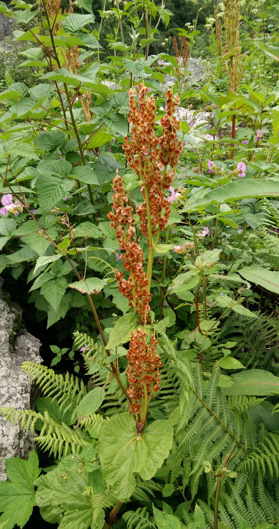 Photo of Valley of flowers, tehsil- joshimath , Ghangaria, Chamoli, Uttarakhand 246443, India by Anand Verma