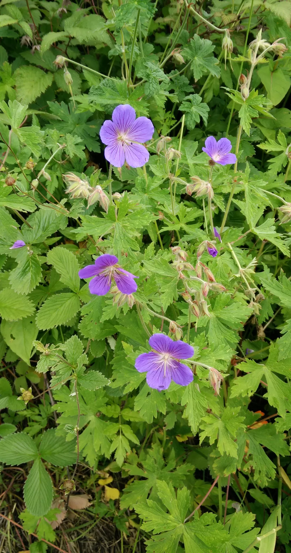 Photo of Valley of flowers, tehsil- joshimath , Ghangaria, Chamoli, Uttarakhand 246443, India by Anand Verma