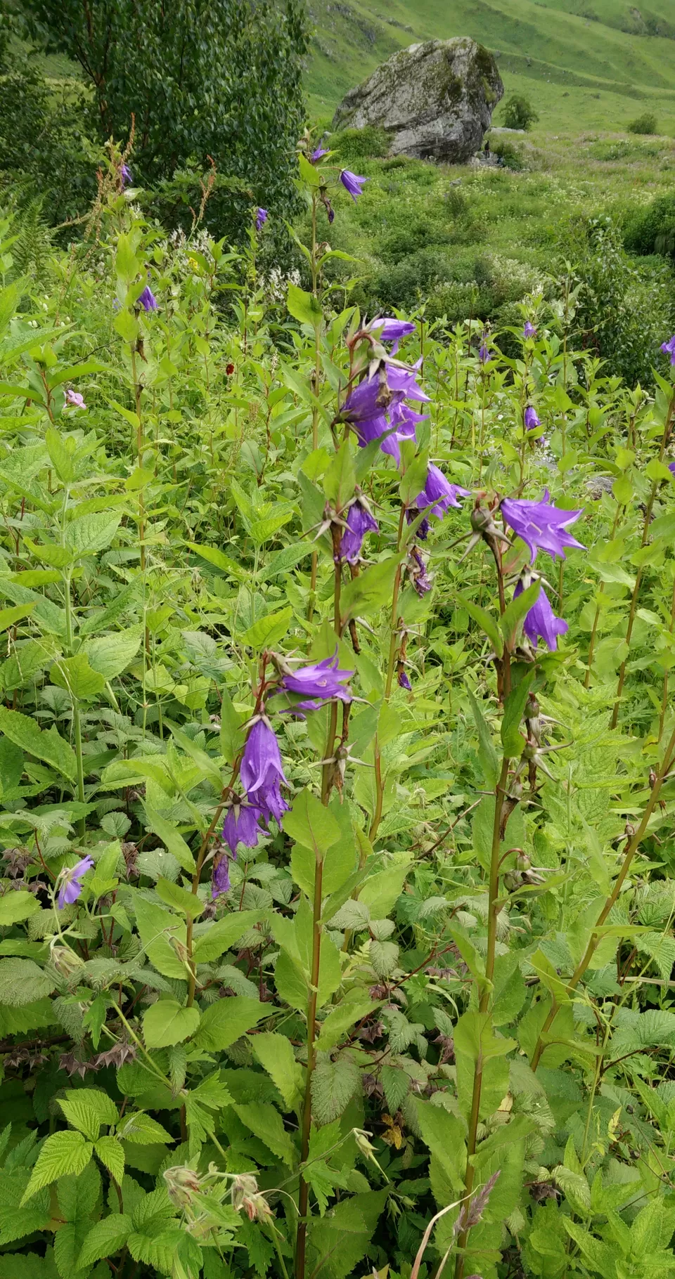 Photo of Valley of flowers, tehsil- joshimath , Ghangaria, Chamoli, Uttarakhand 246443, India by Anand Verma