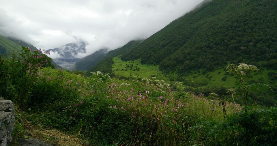 Photo of Valley of Flowers and Badrinath 11/15 by Anand Verma