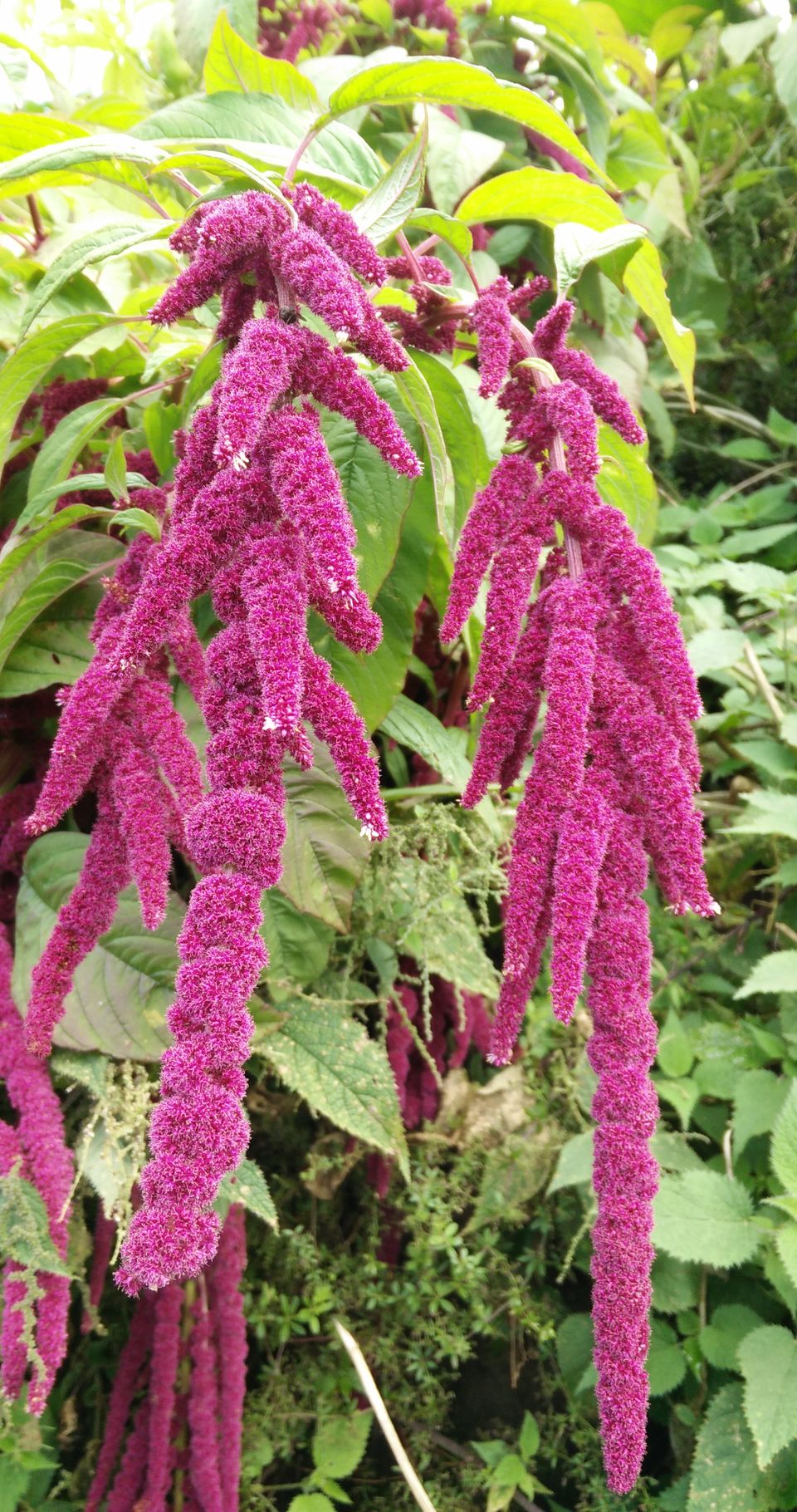 Photo of Gharoli Patal, Roopkund Trail, Uttarakhand, India by Anand Verma