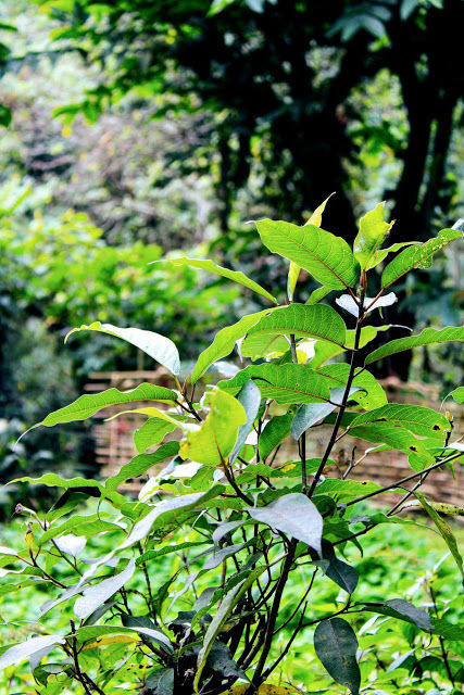 Photo of NORTH SIKKIM PART 1 by Ritu Tomar
