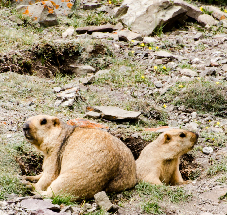 Photo of How I got Leh’d , “A Trekker’s Diary” 2/21 by SAM SAM