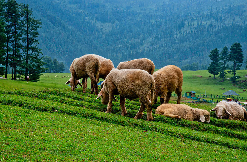 Photo of My 3 Days in Patnitop! by Tarun Joshi