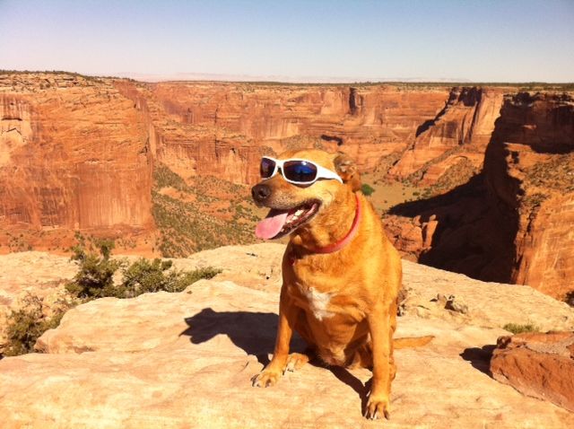 Photo of Visiting Canyon de Chelly with my Dogs 1/1 by Natalie Strong