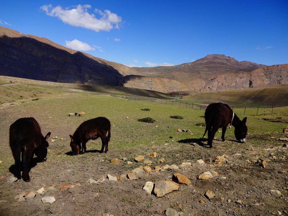 Photo of 10 amazing days in Kinnaur & Spiti Valley – The Middle Land! 31/50 by Aditi Kapoor