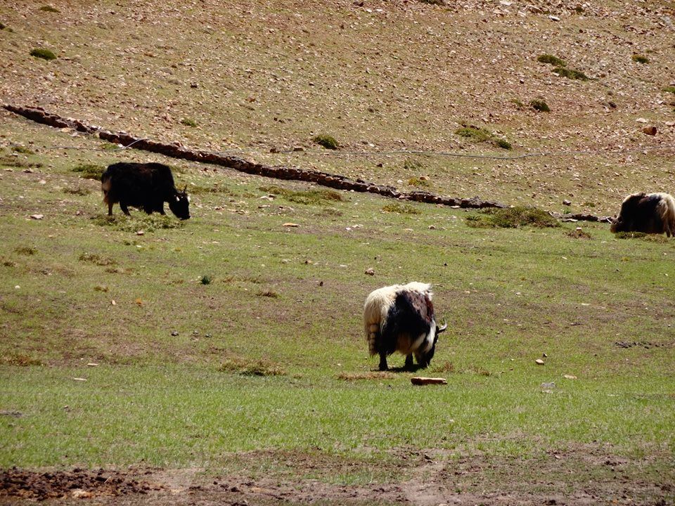 Photo of 10 amazing days in Kinnaur & Spiti Valley – The Middle Land! 50/50 by Aditi Kapoor
