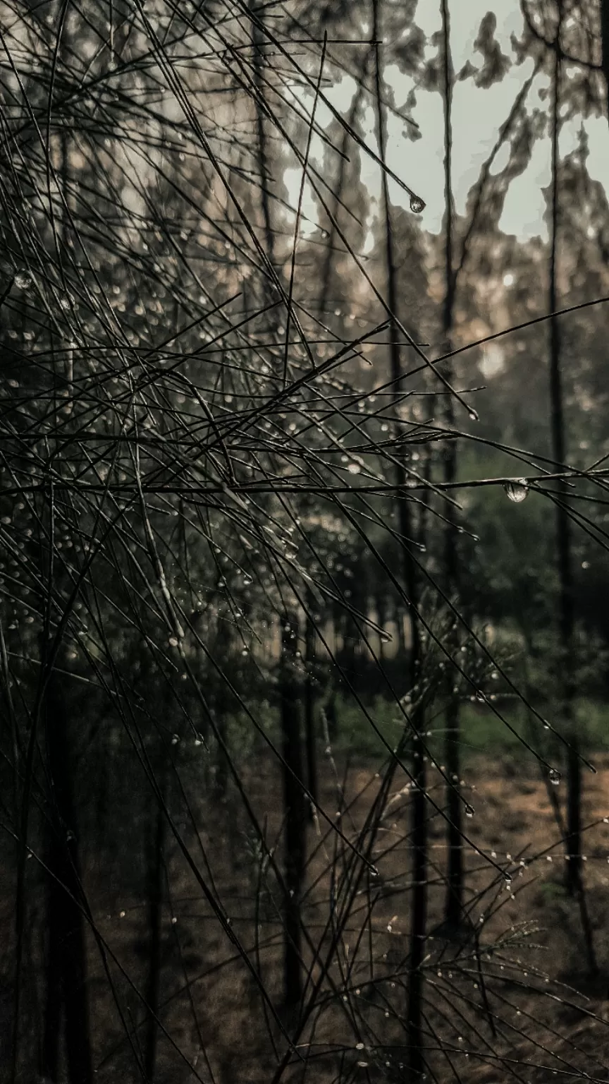 Photo of Palakkad, Kerala, India by Prithvin Premachandran