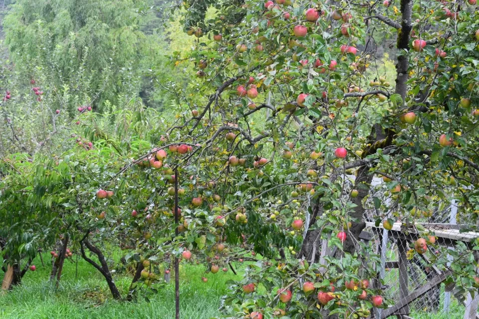Photo of Haa, Bhutan by Darshana Vinodiya