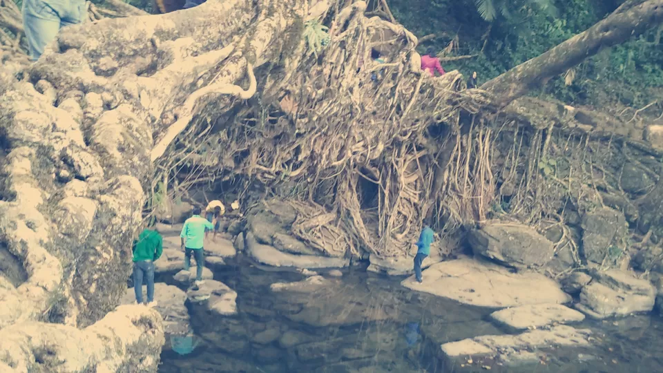 Photo of Living Root Bridge, Riwai Village, Meghalaya 793110, India by Pratima Yadav