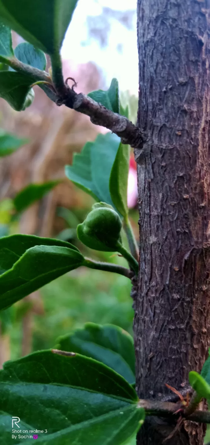 Photo of Himalayas calling by Sachin Rawat