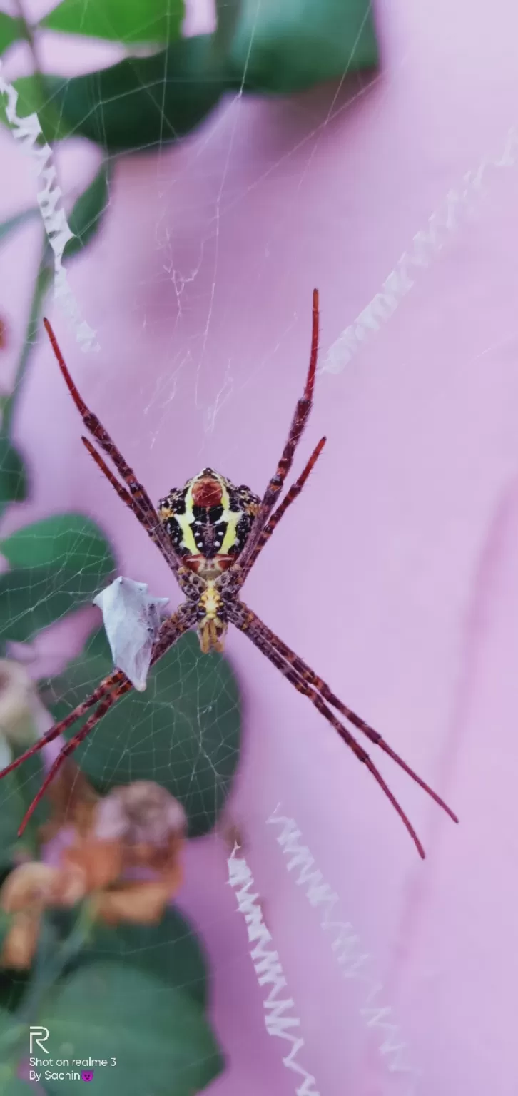 Photo of Himalayas calling by Sachin Rawat