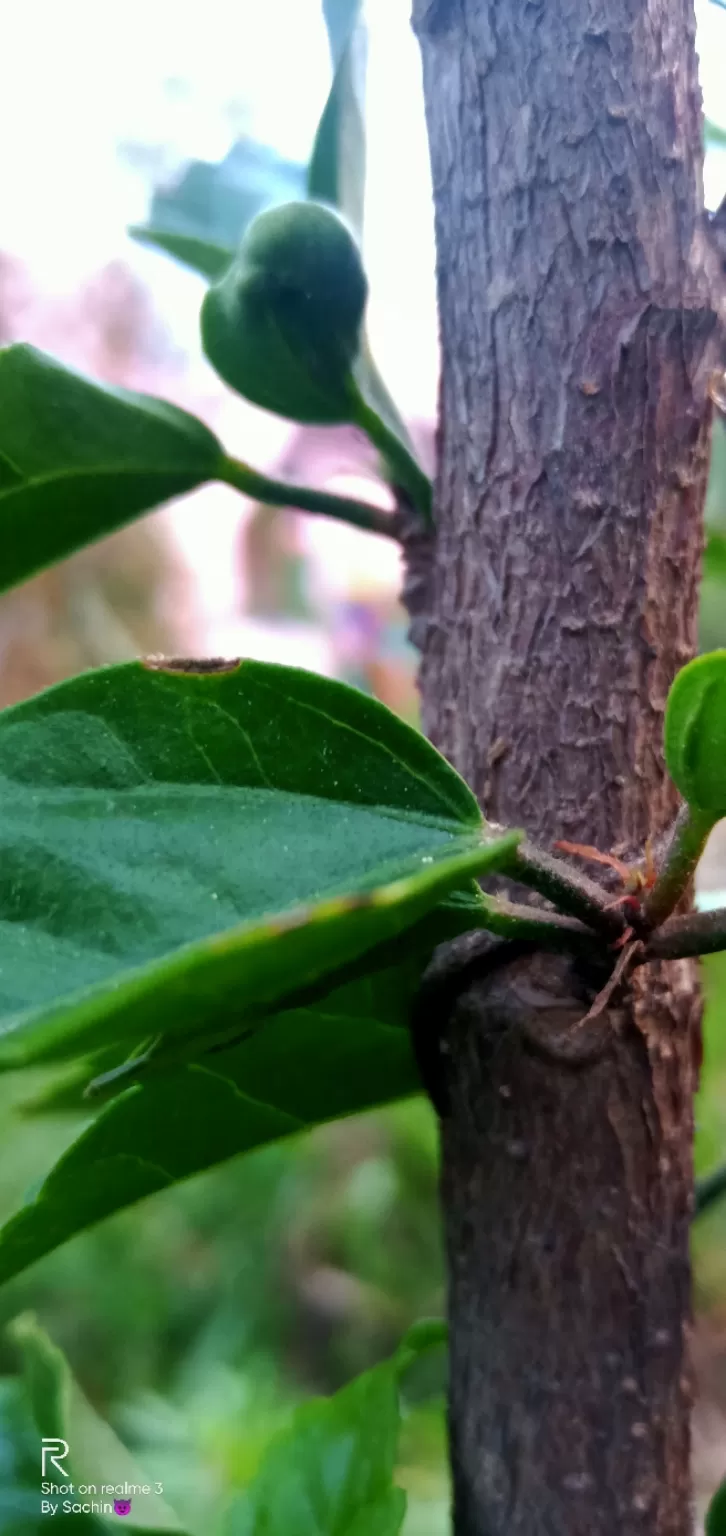 Photo of Himalayas calling by Sachin Rawat