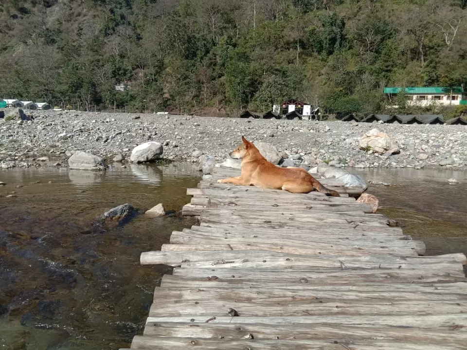 Photo of Ambika Resort And Camping., Chopta, Uttarakhand, India by Srishti Girdhar