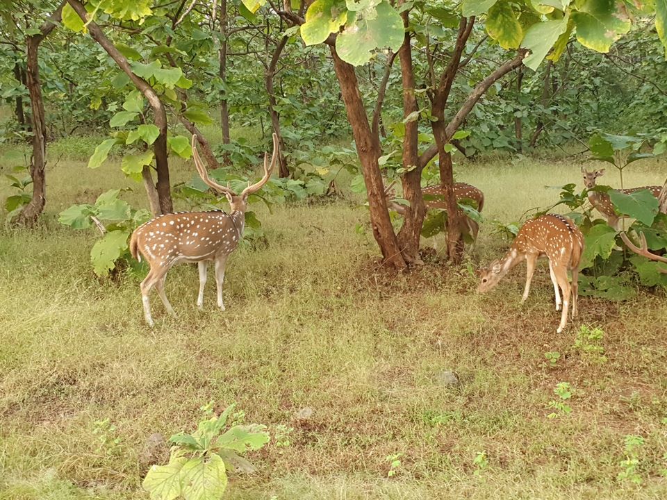 Photo of Asiatic lion,Gir jungle and a road trip...what else!!! by TravelBug