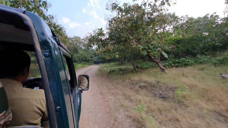 Photo of Asiatic lion,Gir jungle and a road trip...what else!!! by TravelBug