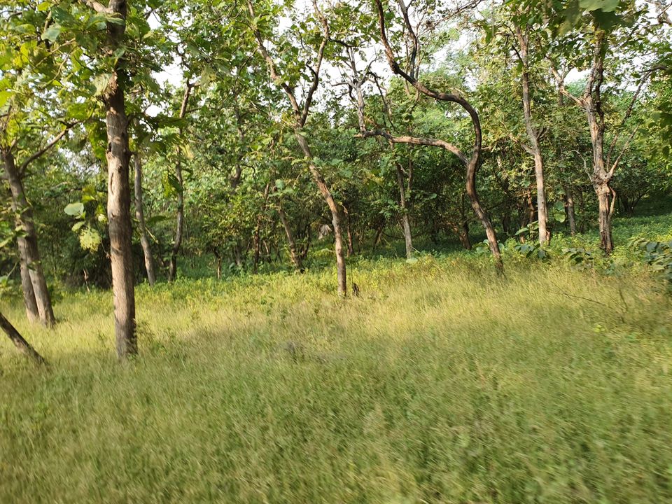 Photo of Asiatic lion,Gir jungle and a road trip...what else!!! by TravelBug