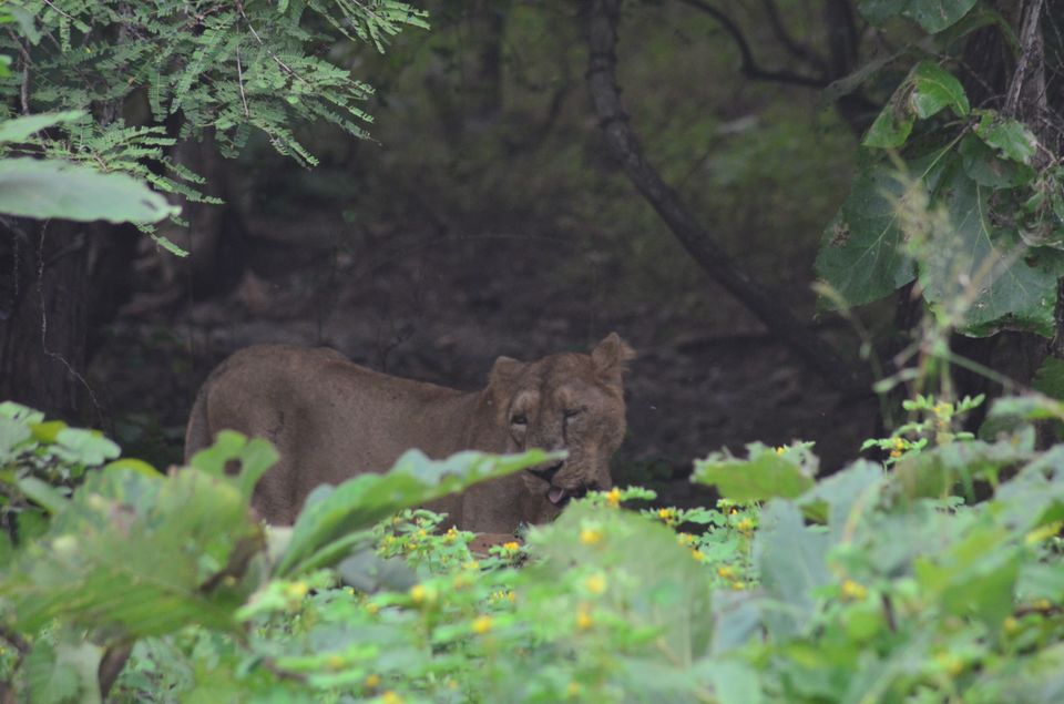 Photo of Asiatic lion,Gir jungle and a road trip...what else!!! by TravelBug