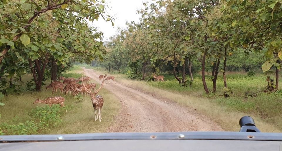 Photo of Asiatic lion,Gir jungle and a road trip...what else!!! by TravelBug