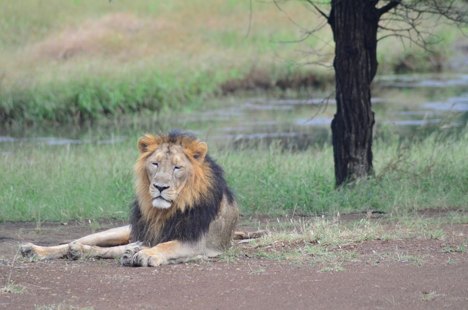 Photo of Asiatic lion,Gir jungle and a road trip...what else!!! by TravelBug