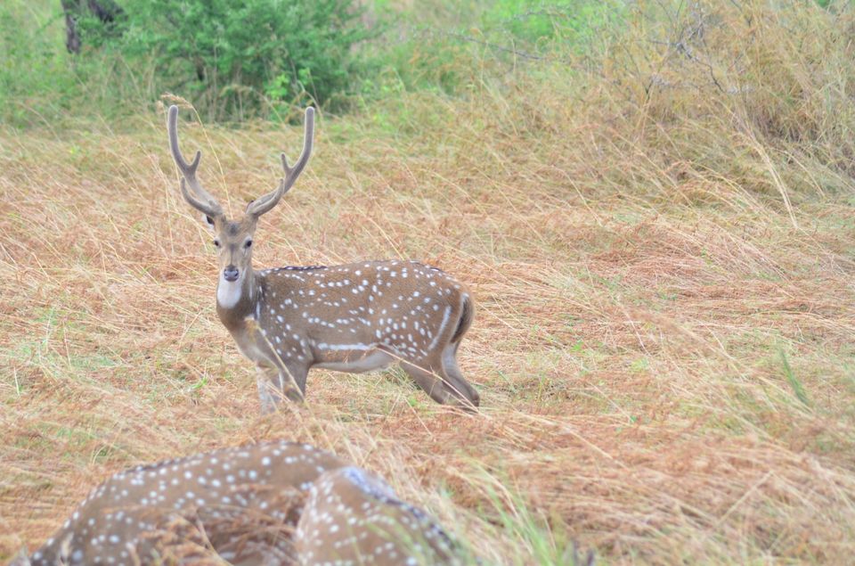 Photo of Asiatic lion,Gir jungle and a road trip...what else!!! by TravelBug