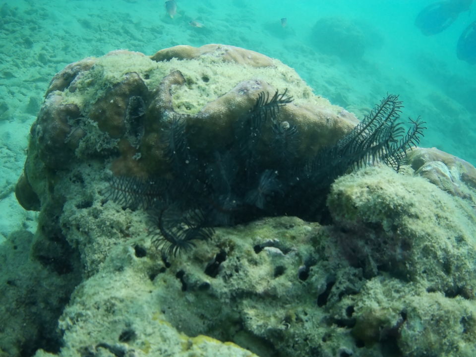 Photo of ANDAMAN TRIP by Ravi