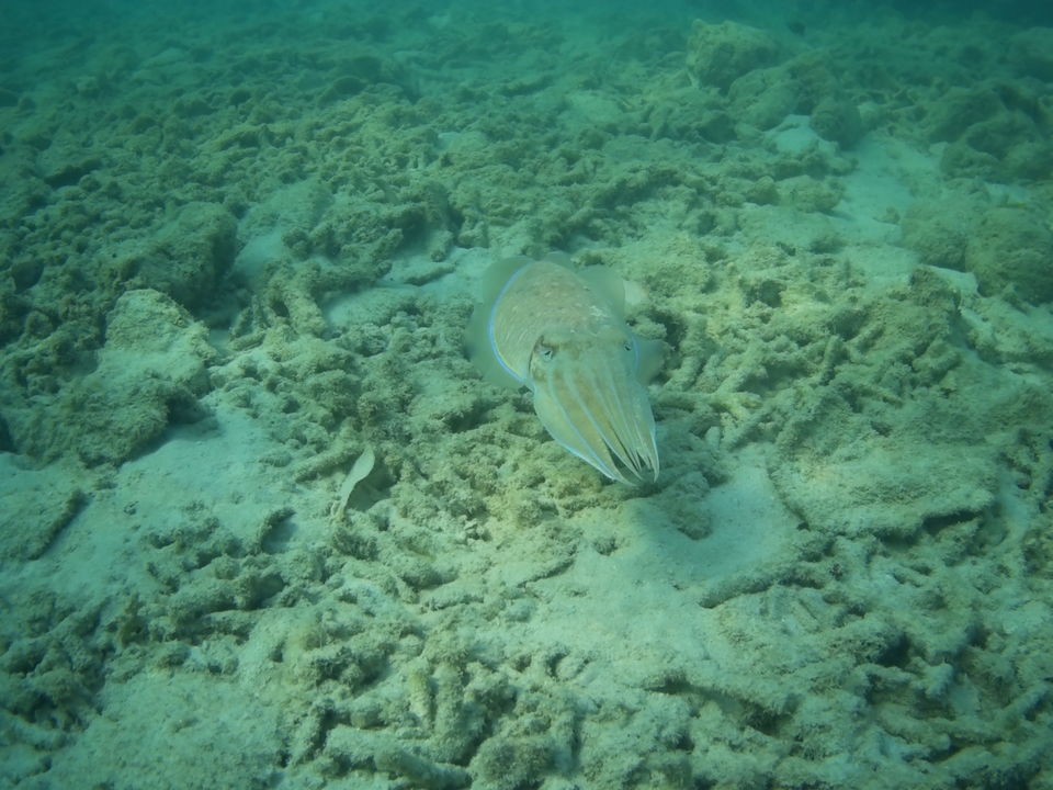 Photo of ANDAMAN TRIP by Ravi