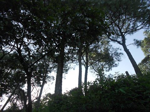 Photo of A day in Kasauli 4/4 by Himangi Singh