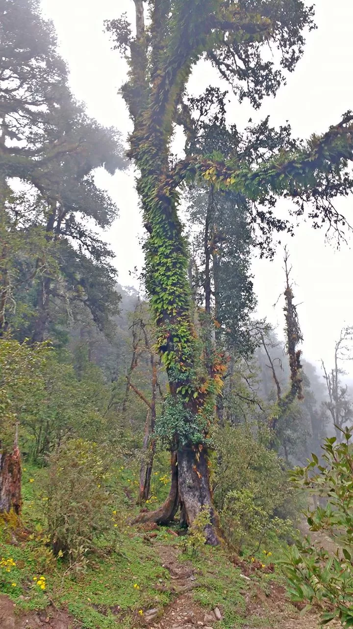 Photo of Dayara Bugyal, Taknaur Renge, Uttarakhand, India by Himangi Singh