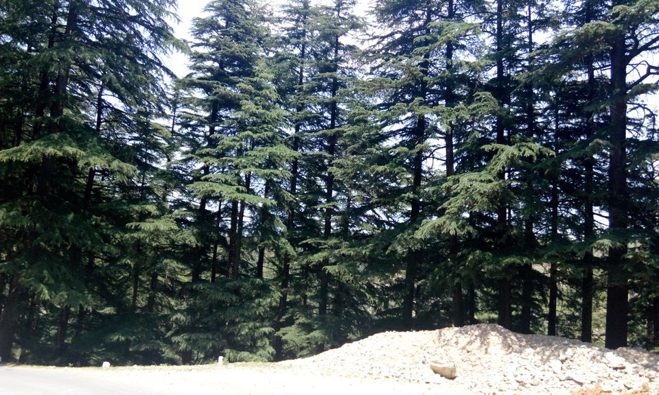 Photo of Narkanda - City of Cherries and Apples 6/13 by Himangi Singh