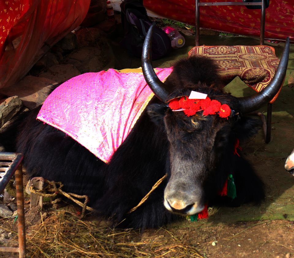 Photo of Divine and Hidden Himalayan Places in Badrinaath, Uttarakhand. by Nishant Gupta